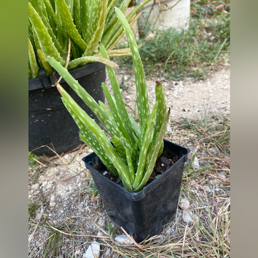 Aloe Vera Plants/Succulents